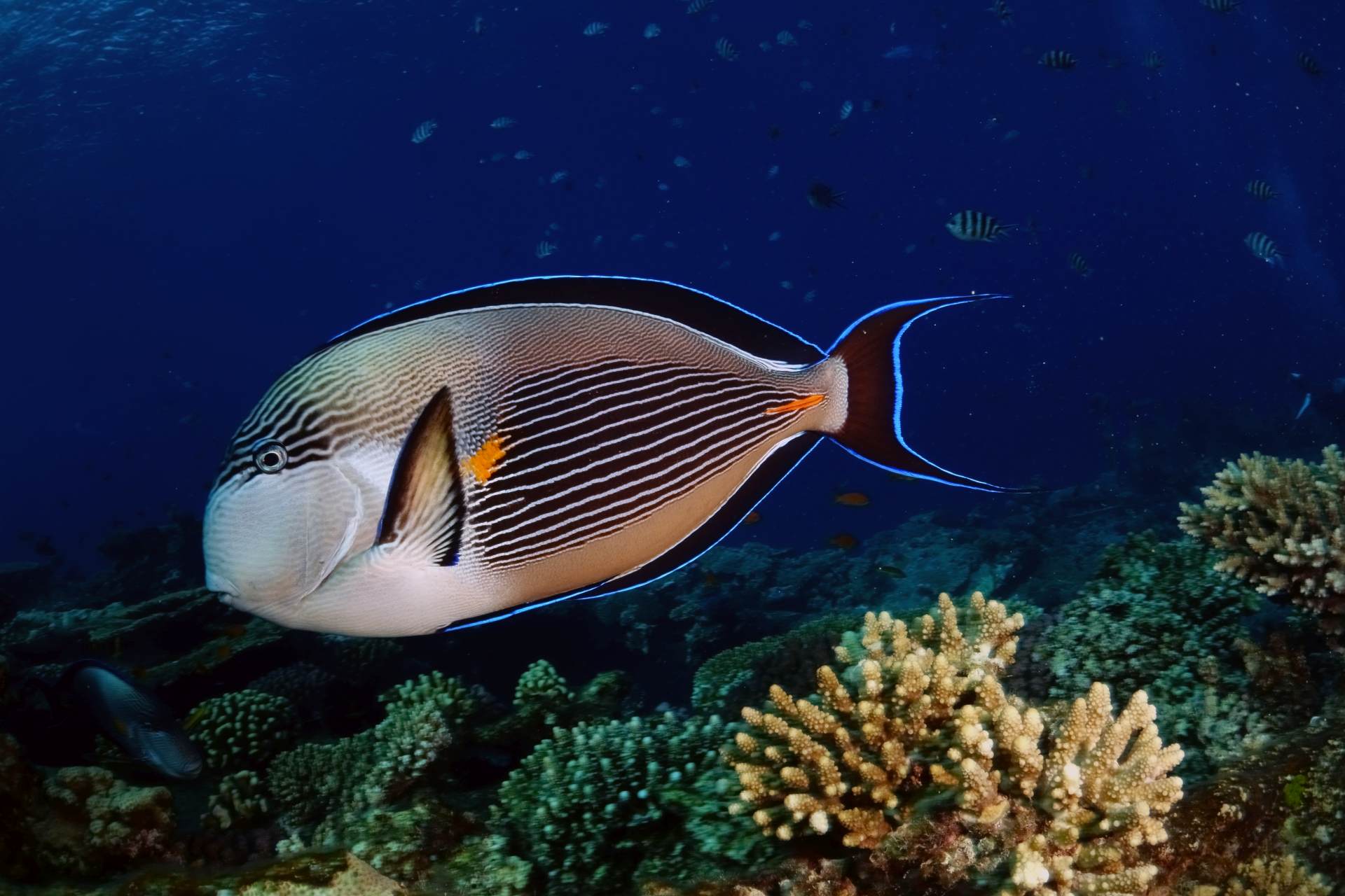 Red sea - Sohal surgeonfish