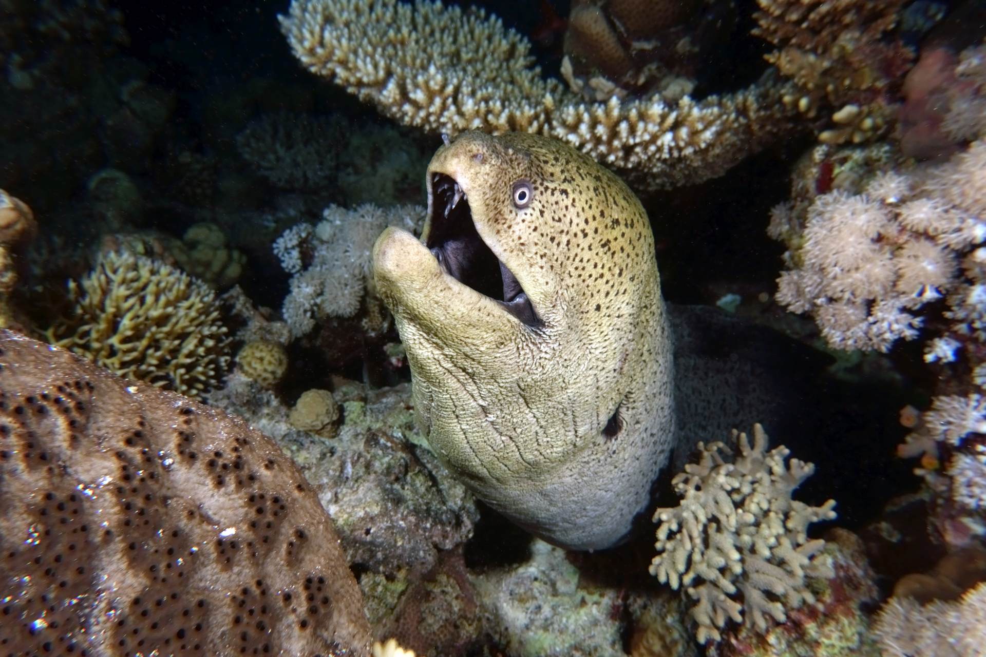 Red sea - Giant moray